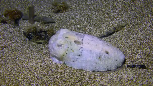 Common cuttlefish on the sandy seabed. — Stock Video