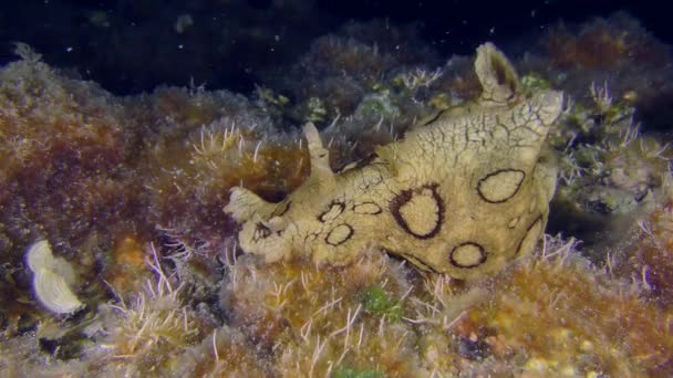 Geflecktes Seepferdchen auf dem Meeresboden. — Stockvideo