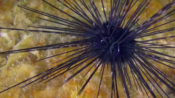 Siyah uzun omurgalı deniz kestanesi kayalık bir deniz tabanında. — Stok video