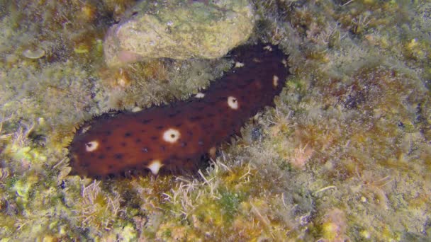 El pepino de mar se arrastra a lo largo del lecho marino rocoso. — Vídeo de stock