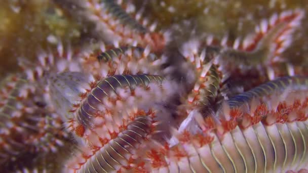 Ogromna liczba Fireworms zjada martwe ryby na dnie morza. — Wideo stockowe