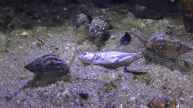 Ağ Köpek Whelk ölü balık yiyor..