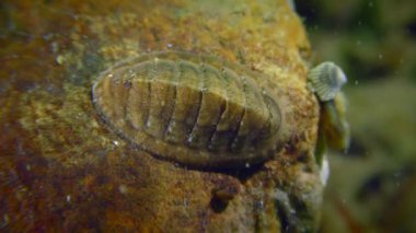 Chiton ya da denizin dibindeki beşik.