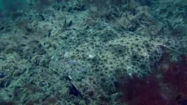 Deniz tabanında Breet Turbot.