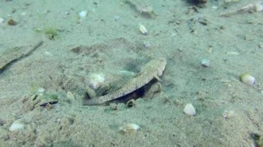 Kumlu bir deniz yatağında mermer bir goril yetiştiriyor..