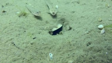 Kumlu deniz tabanında Marled Goby 'nin bir kopyası..