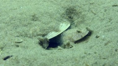 Kumlu deniz tabanında Marble Goby 'nin üremesi.