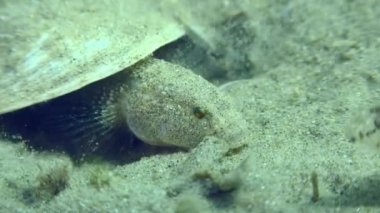 Kumlu bir zeminde Marble Goby 'nin üremesi.