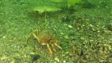 Denizin derinliklerinde sonbahar mevsimi.