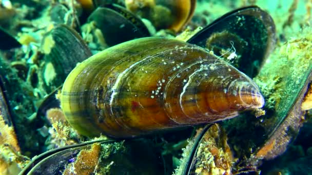 Musselbosättning (Mytilus) i grunt vatten. — Stockvideo