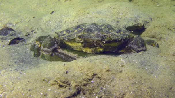 Cangrejo verde o cangrejo costero en el fondo marino arenoso. — Vídeo de stock