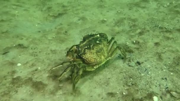 Cangrejo costero en el fondo marino arenoso. — Vídeo de stock