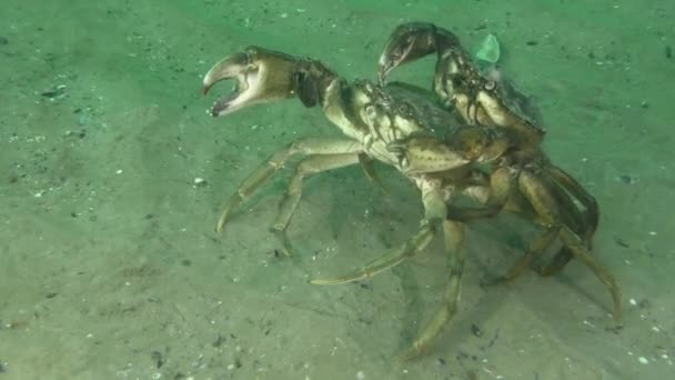 Grüne Krabbe auf dem Meeresboden. — Stockvideo