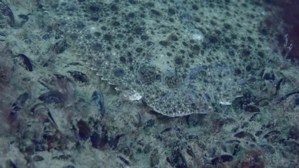 Turbot Breet sur le fond marin. — Video