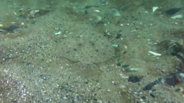 Rodaballo mediterráneo en el fondo del mar arenoso. — Vídeos de Stock