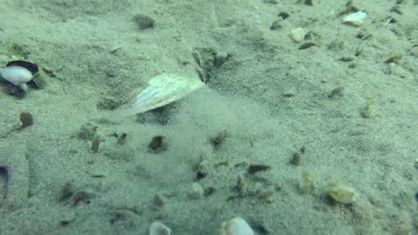 Reproducción Goby de mármol sobre fondo arenoso. — Vídeos de Stock