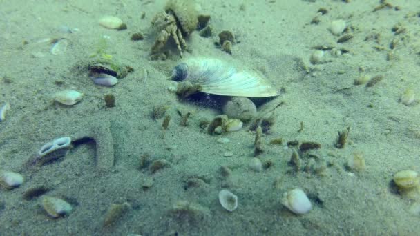 Cría Goby de mármol en un fondo marino arenoso. — Vídeos de Stock