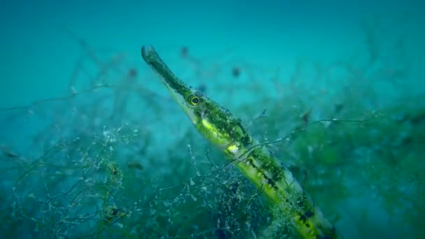 Черная полосатая рыба в зарослях зеленых водорослей. — стоковое видео