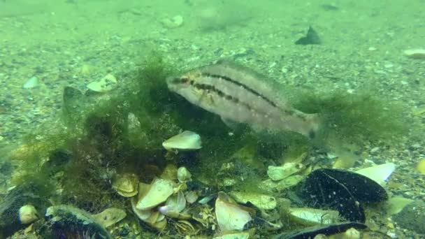 Fortpflanzung von Grauem Lippfisch auf dem Meeresboden. — Stockvideo