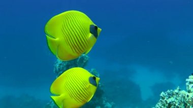 Bir çift parlak sarı kelebek balığı su sütunun arka planına karşı.