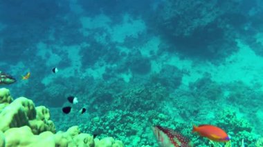 Bir mercan resifinin arka planındaki Coral Grouper..