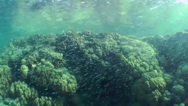 Uma grande escola de peixes pequenos na frente de um recife de coral. — Vídeo de Stock