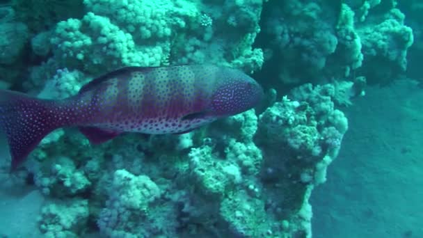 Большой леопард на фоне кораллового рифа. — стоковое видео