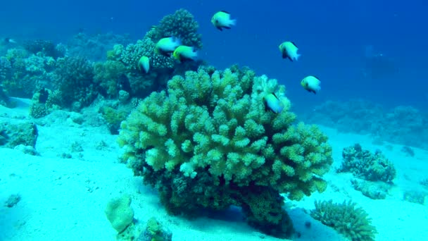 Röda havets flod dascyllus över en korallbuske. — Stockvideo