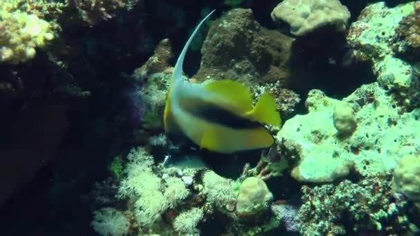 ปลาแบนเนอร์ทะเลแดงบนพื้นหลังของแนวปะการัง . — วีดีโอสต็อก