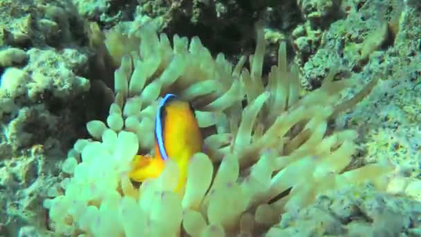 Zweifarbige Anemonenfische in der Nähe ihrer Seeanemone. — Stockvideo