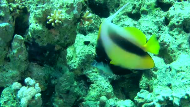 Röda havet Bannerfish mot bakgrund av korallrev. — Stockvideo
