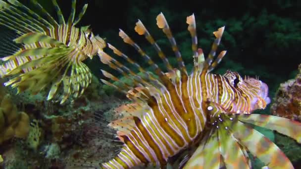 Common Lionfish on background of coral reef. — Stock Video