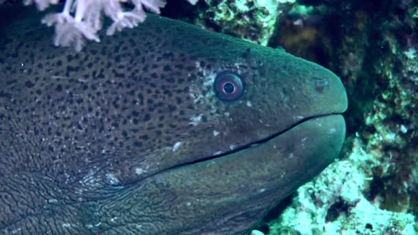 Tropical moray on the seabed. — Stock Video