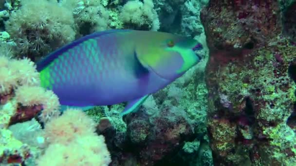 Важкий дзьоб папуга риба кусає тверді корали . — стокове відео