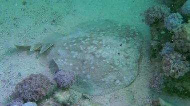 Kumlu zeminde Panter Elektrikli Işını.