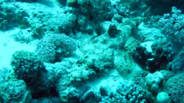 Uzun kafalı bir düz kafalı kumlu bir zeminde, yakın plan..