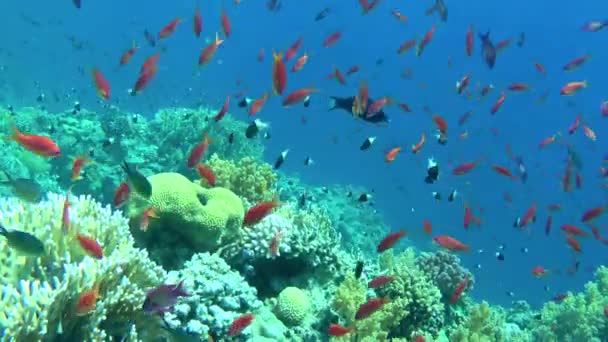 Una escuela de goldie de mar contra un telón de fondo de arrecife de coral. — Vídeos de Stock