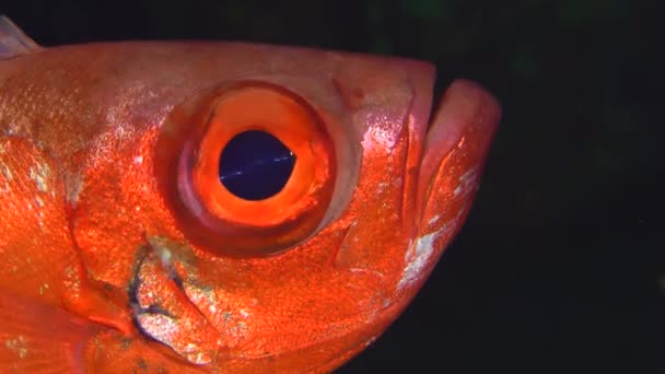 Rabo crescente bigeye ao lado de um recife de coral. — Vídeo de Stock