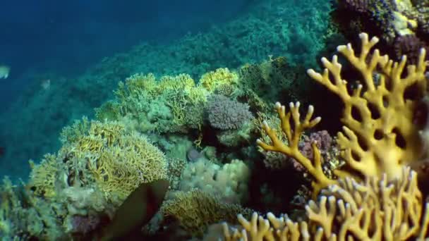 Orangestreifter Drückerfisch gegen Korallenriff. — Stockvideo