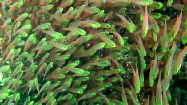 Die Bewegung der Fische in einem riesigen Schwarm von Pigmy Sweeper. — Stockvideo