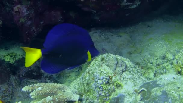 Cirujano de cola amarilla está buscando comida entre los corales. — Vídeos de Stock