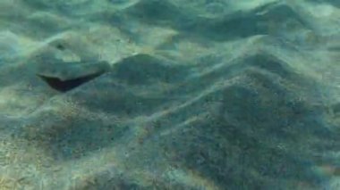 Kumlu deniz tabanında Büyük Gözlü Flounder.
