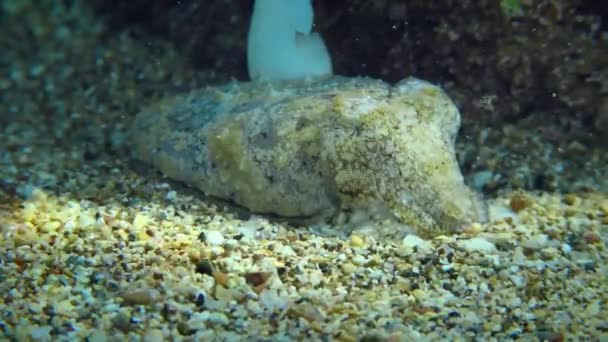 Blekksprut ved siden av en stein på havbunnen. – stockvideo