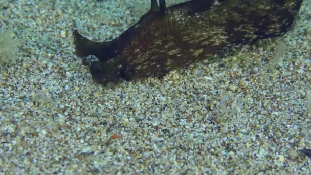 Sea Hare på sandig botten. — Stockvideo