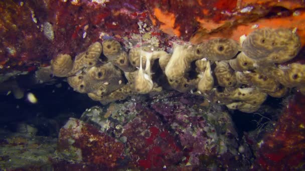 Szivacs egy víz alatti barlang falán. — Stock videók