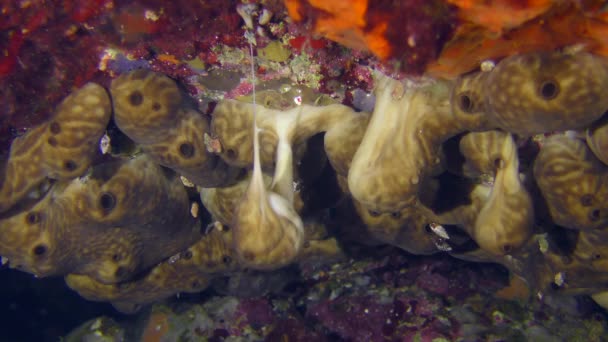 Szivacs egy víz alatti barlang falán. — Stock videók