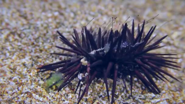 Černý mořský ježek na písečném dně. — Stock video
