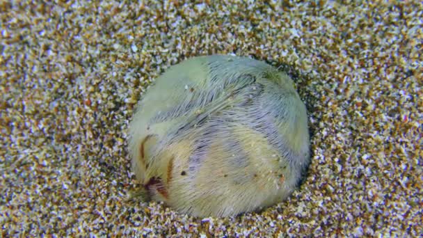 Cœur d'oursin commun enfouit dans les fonds marins sablonneux. — Video