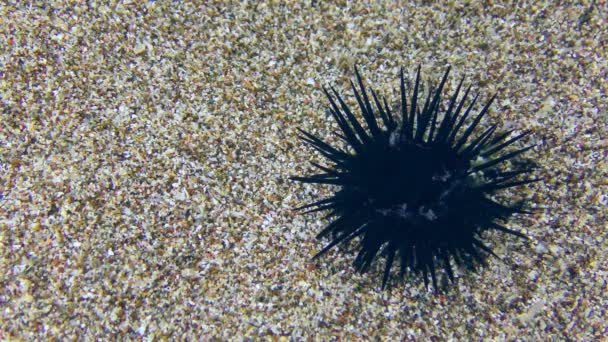 Zwarte zee-egel op de zandbodem. — Stockvideo