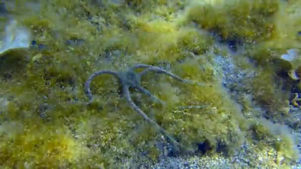 Estrella quebradiza en el fondo cubierto de algas. — Vídeos de Stock